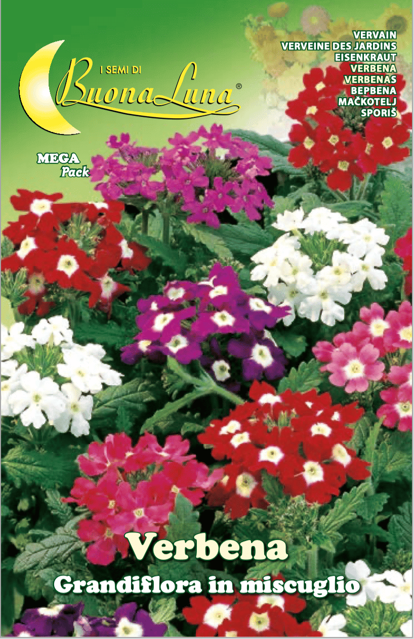 Semillas De Verbena Grandiflora Mix