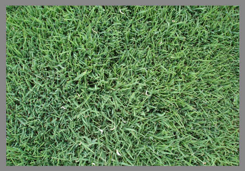 Semilla Festuca Rubra Creeping Dipper 15 Kilos