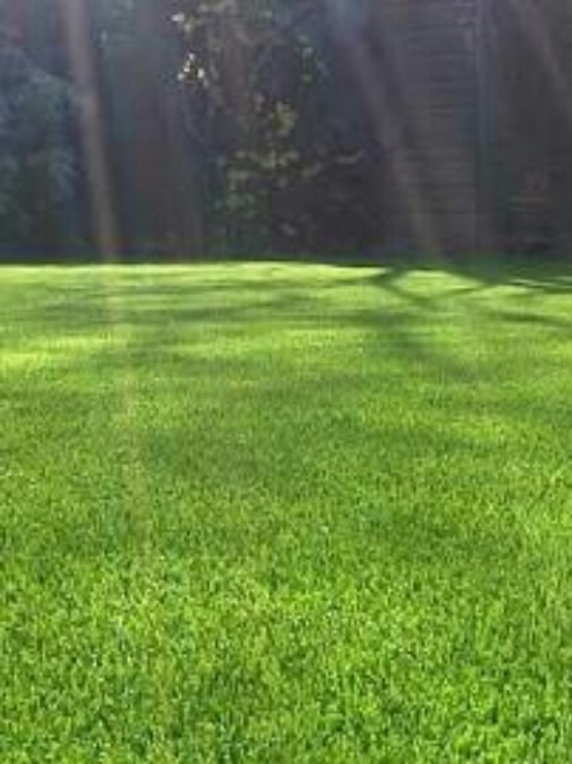 Semilla de Pasto Manquehue 1 Kilo