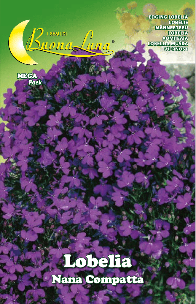 Semillas De Lobelia Enana Compacta