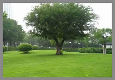 Semilla Bermuda Grass Unhulled 22.7 Kilos