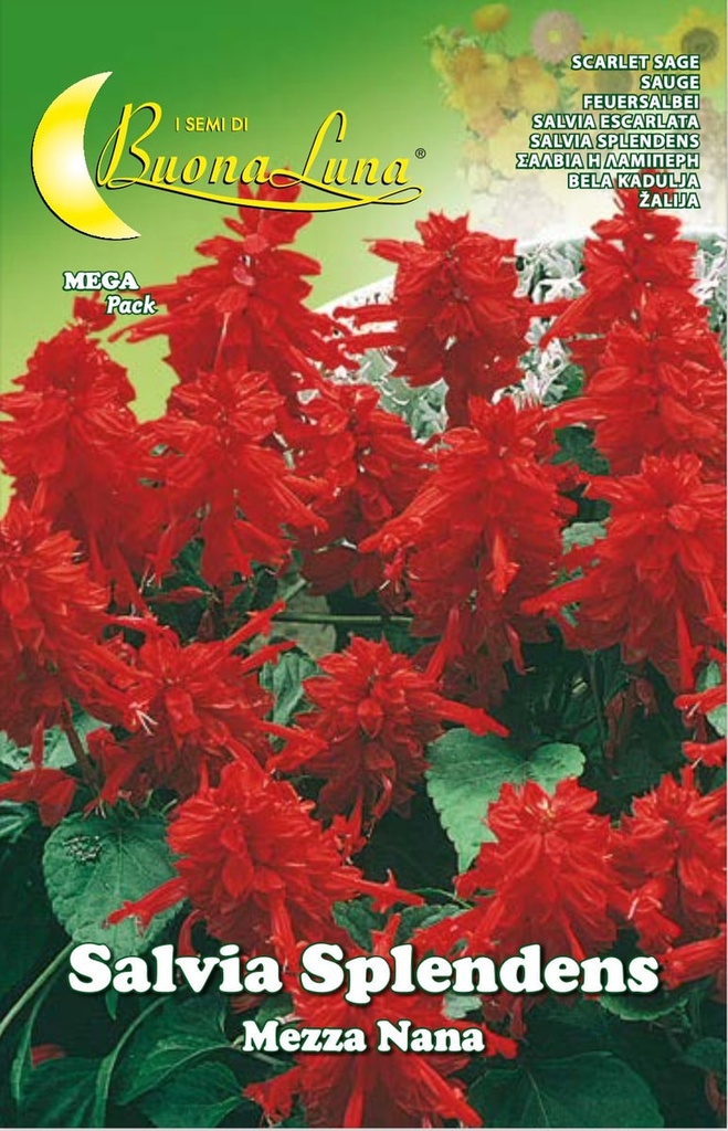 Semillas De Salvia Escarlata Mix