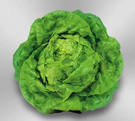 Semillas de Lechuga Reina de Mayo 100 Grs