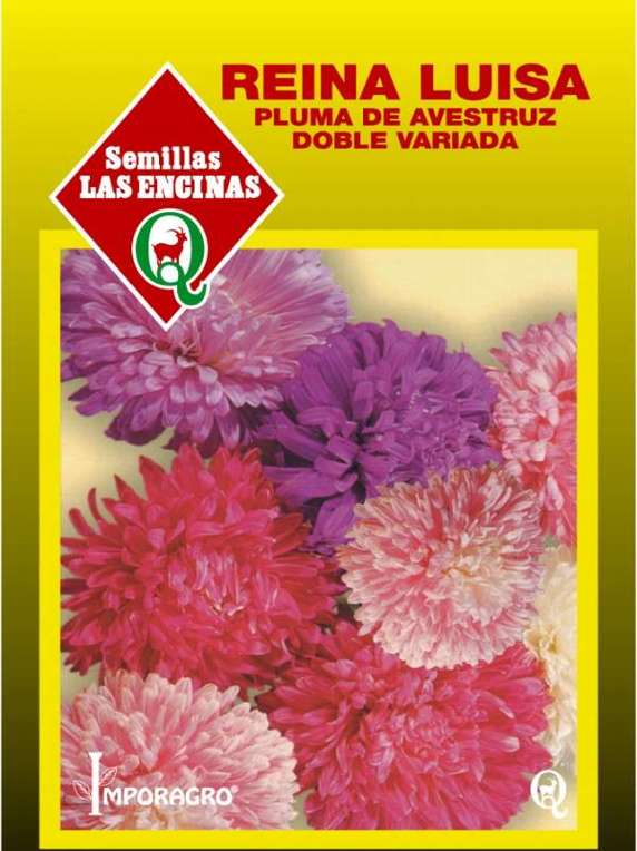 Semillas de Reina Luisa Pluma De Avestruz