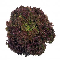 Lechuga Lollo Rossa 500 Grs
