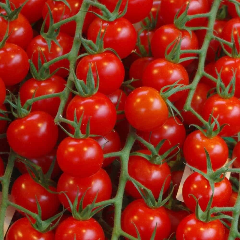 Tomates cherry recién cosechados