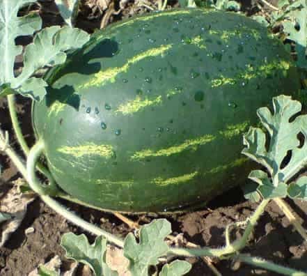Semillas de Sandía Antonia 500 Grs