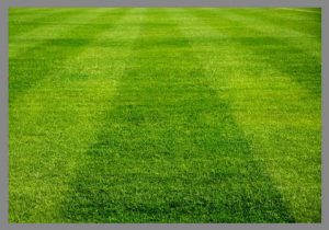 Semilla Rye Grass Perenne Lin 25 Kilos