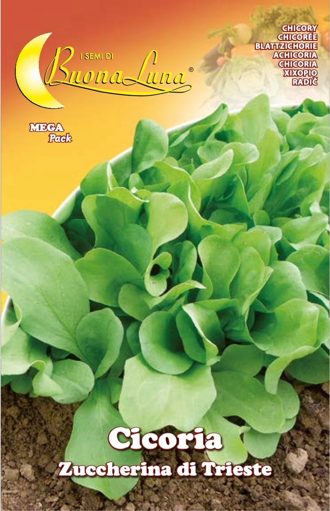 Semillas De Achicoria Zuccherina Di Trieste
