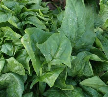 Semillas de Espinaca Viroflay 100 Grs