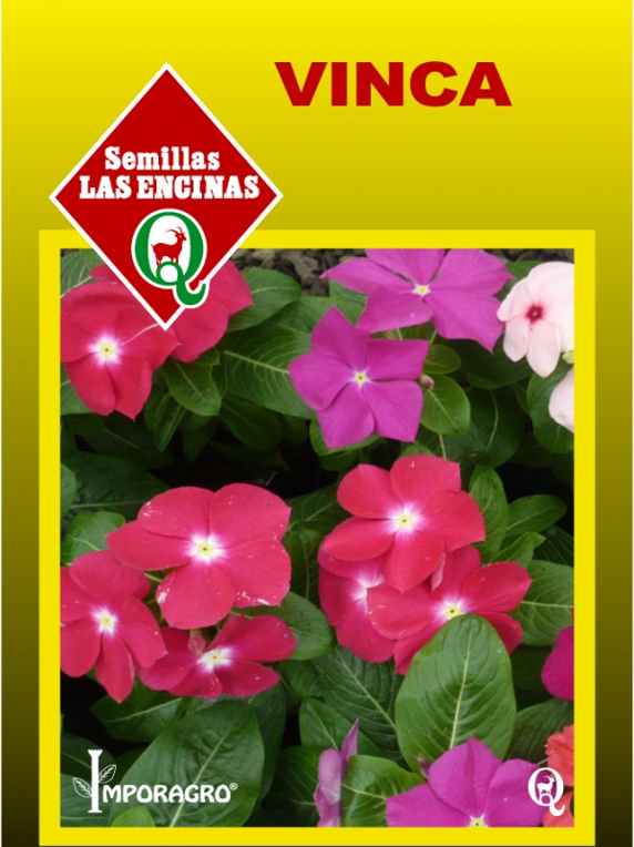 Semillas de Vinca Rosea