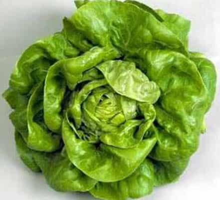 Semillas de Lechuga Española Divina 100 Grs