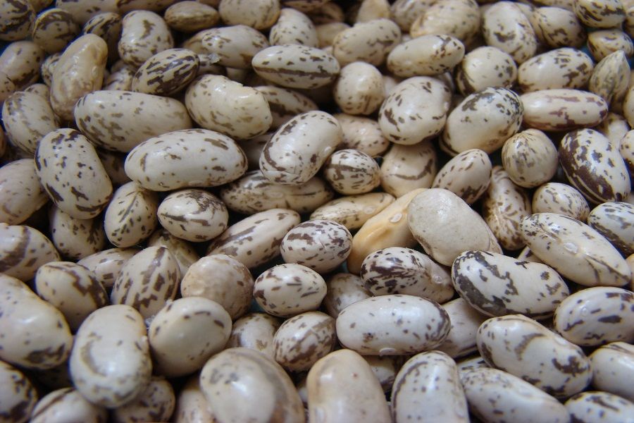 Poroto Granado Vaina Colorada 500 Grs