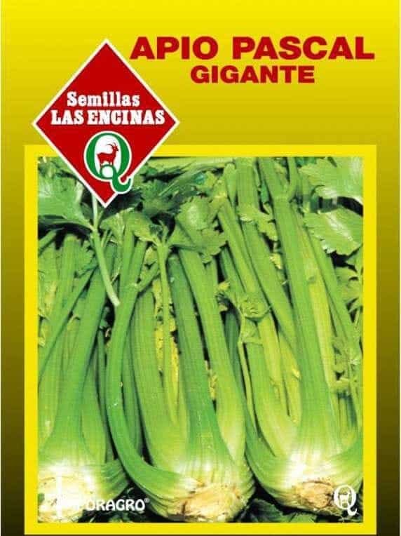 Semillas de Apio Pascal