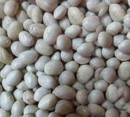Semillas de Frejol Tortola Inia 25 Kilos