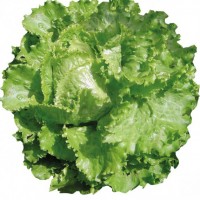 Semillas de Lechuga Batavia Rubia De Paris Escarola 500 Grs