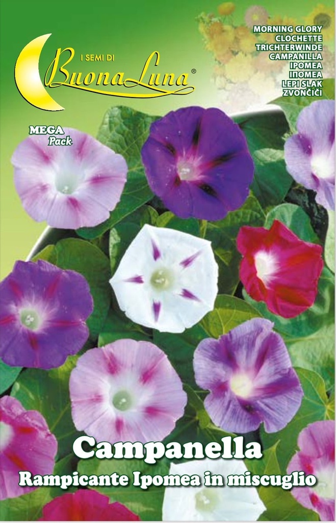 Semillas De Campanula Trepadora Ipomea Mix