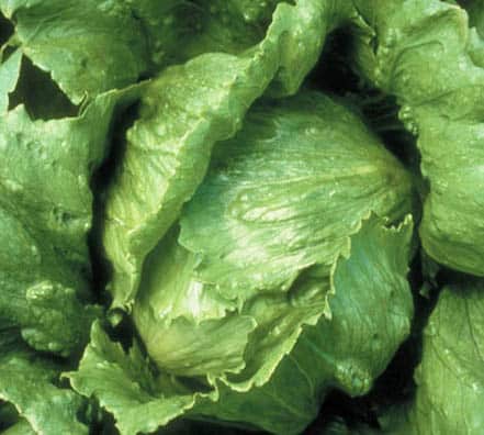 Semillas de Lechuga Salinas 100 Grs