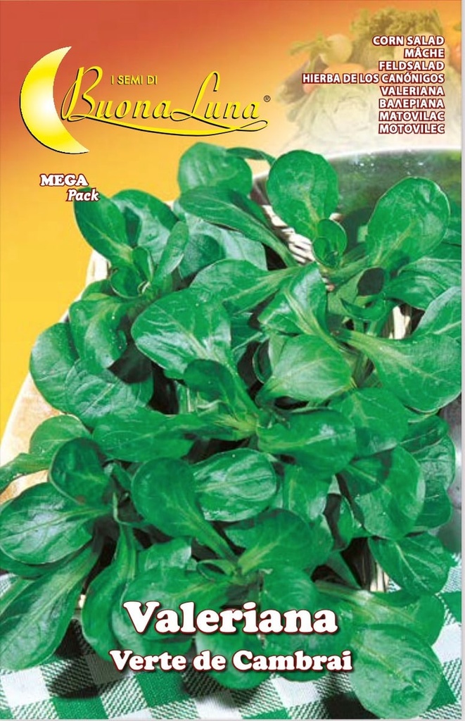 Semillas De Valeriana Verte De Cambrai