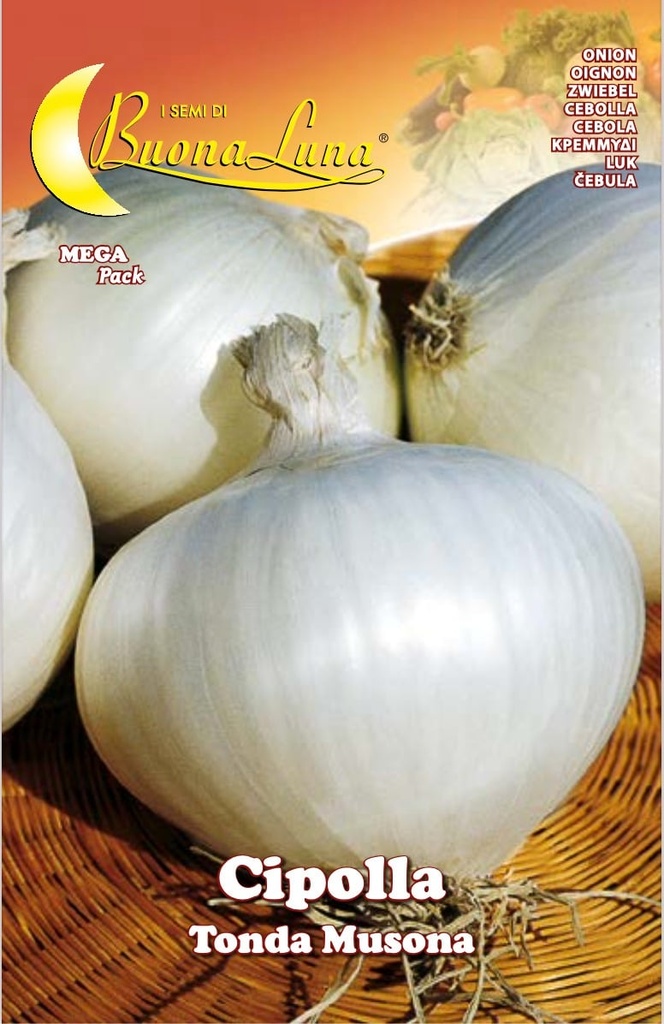Semillas De Cebolla Blanca De Junio