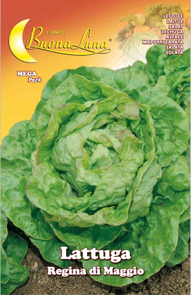 Semillas De Lechuga Reina Mayo