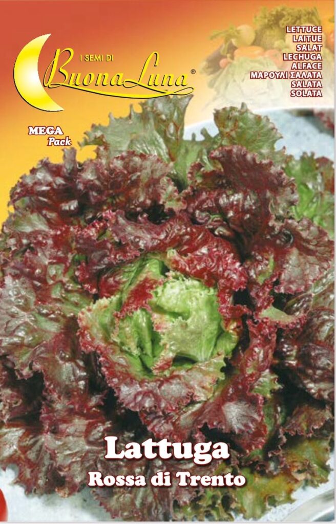 Semillas De Lechuga Roja De Trento