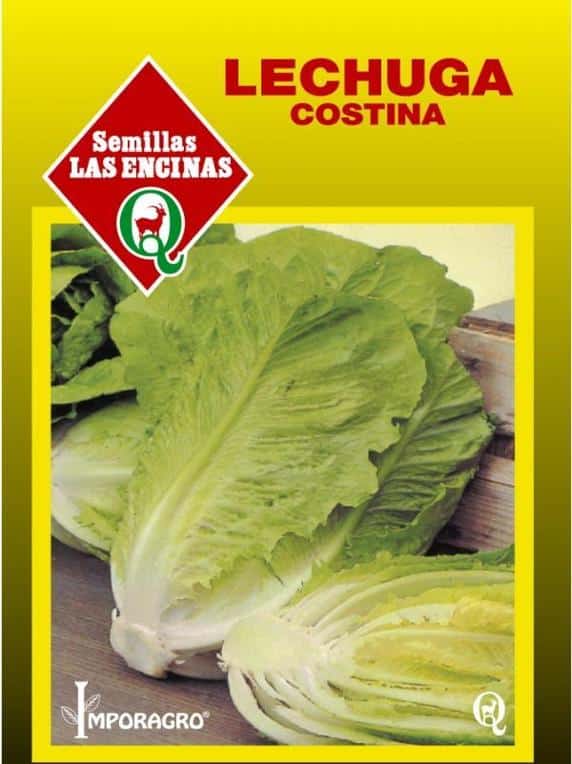 Semillas de Lechuga Conconina o Costina