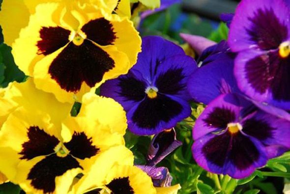 ▷ Flor Pensamiento Planta para Exterior de Colores Variados ? Almácigos